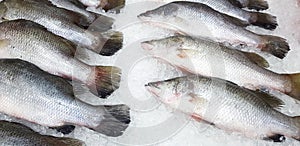 Fresh Asian sea bass, Latidae or Barramundi fish freezing on ice for sale