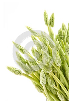 Fresh Asparagus Spears on White Background