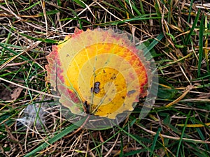 A fresh aspen leaf in autumn on the ground. Fall pigments in a leaf changing colors. Leaf with every color - green, yellow, orange