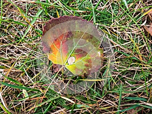 A fresh aspen leaf in autumn on the ground. Fall pigments in a leaf changing colors. Leaf with every color - green, yellow, orange