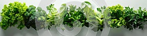Fresh Assorted Green Leafy Vegetables Panorama on White Background