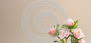 Fresh aster flowers on beige background. Beautiful fresh garden flowers with space for text