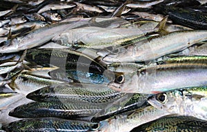 Fresh Atlantic chub mackerel fish and sardines