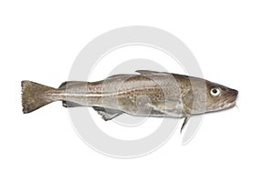 Fresh atlantic cod fish photo