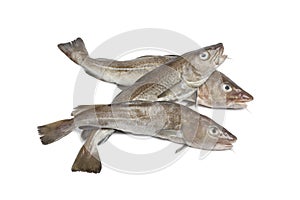 Fresh atlantic cod fishes