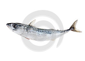 Fresh atlantic mackerel isolated on white