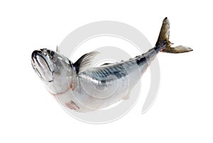 Fresh atlantic mackerel isolated on white