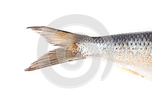 Fresh atlantic mackerel isolated on white