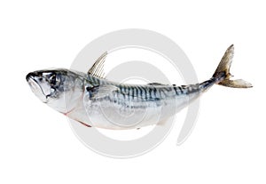Fresh atlantic mackerel isolated on white