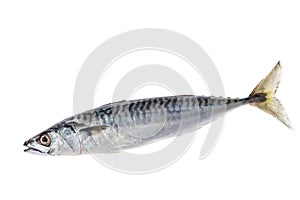 Fresh atlantic mackerel isolated on white