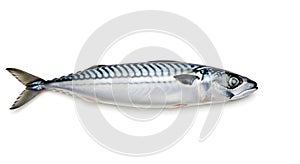 Fresh Atlantic Mackerel on White Background
