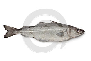 Fresh atlantic pollock fish