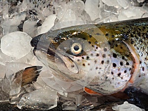 Fresh Atlantic Salmon Fish on Ice