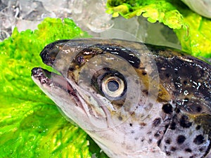 Fresh Atlantic Salmon Fish, Sydney Fish Markets, Australia