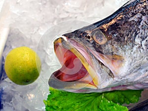 Fresh Atlantic Salmon Fish, Sydney Fish Markets, Australia