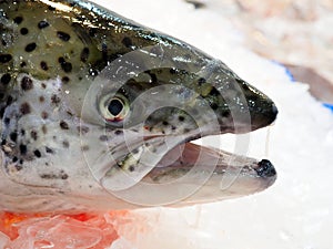 Fresh Atlantic Salmon From Tasmania, Australia