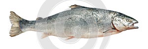 Fresh Atlantic salmon on a white isolated background. Big fresh salmon as a concept of eating seafood and red fish. Fish