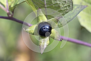 Fresh Atropa Belladonna berry close up