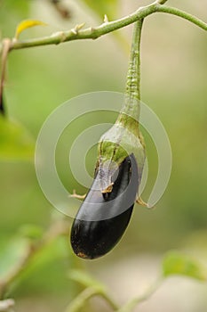 Fresh aubergine on vegetable garden photo