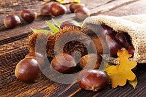 Fresh autumn chestnuts in burlap.