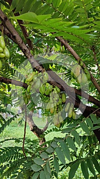 Fresh averrhoa blimbi fruits on the tree