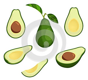Fresh avocado illustration set. Stock vector. Whole avocado with leaves, half and slice avocado.