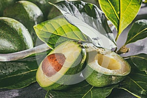 Fresh avocado with avocado tree leaves. Close up