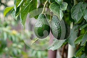 Fresh avocados hanging on tree branch