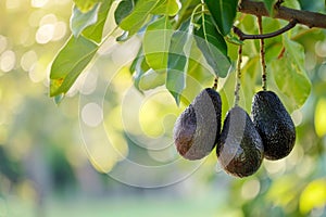 Fresh avocados hanging on tree in sunlight