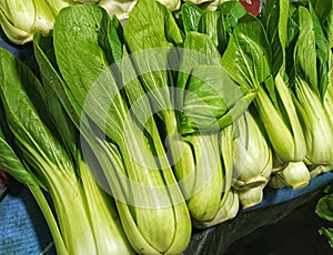 Fresh baby bok choy or pok choi for Chinese cabbage