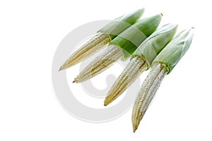 Fresh baby corns