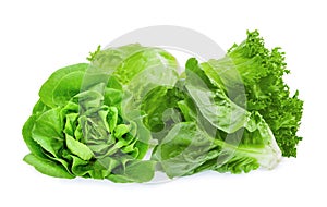 Fresh baby cos, frillice, iceberg and butter lettuce isolated on white