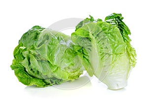 Fresh baby cos (lettuce) photo