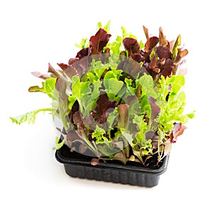 Fresh baby leaf salad lettuce in black tray isolated on white