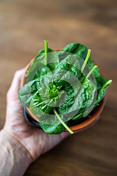 Fresh baby spinach leaves