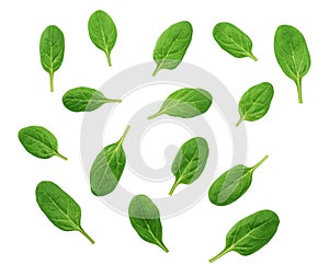Fresh baby spinach leaves isolated on a white background, top view