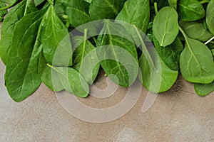 Fresh baby spinach leaves. Pile of fresh green baby spinach leaves, banner, menu, recipe place for text, top view
