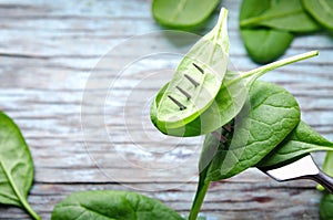 Fresh Baby spinach leaves skewered on a fork, blue wooden background. Top view with copy space. Healthy, Ecology concept