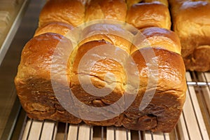 Fresh baked chinese breads in the bakery