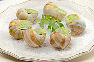 Fresh baked snails with parsley and garlic butter on plate
