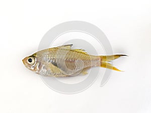 Fresh Bald Glassy Fish / Malabar Glassy Perchlet Fish Ambassis Dussumieri, Isolated on White background