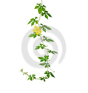 Fresh balsam pear or bitter cucumber vine with blossom isolated on white background.