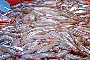 Fresh Baltic sprat. sale at the market in the red plastic box