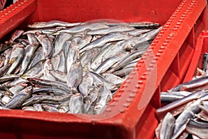 Fresh Baltic sprat. sale at the market in the red plastic box