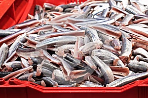 Fresh Baltic sprats without their heads