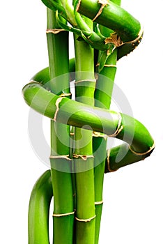Fresh bamboo 3