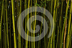 Fresh bamboo background