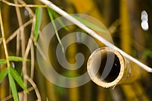 Fresh bamboo cut in Liliuokalani Park