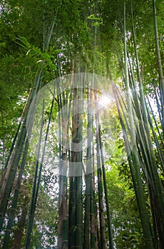 Fresh bamboo forest