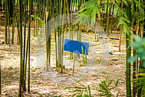 Fresh bamboo forest, green natural background